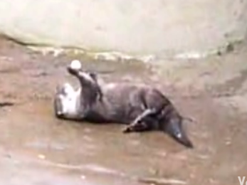 Cutest Little Otter Plays With Nut
